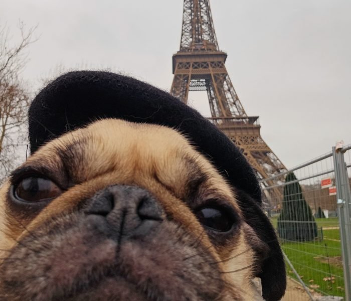 A Pug in Paris: Chaos, Charm, and Learning to Slow Down